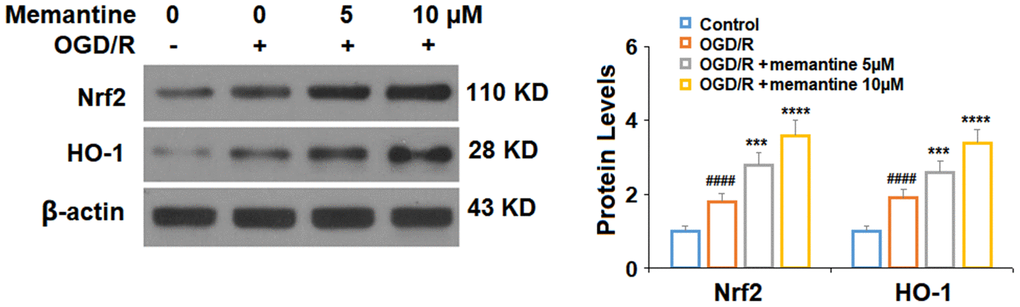 Memantine increased the expression of Nrf2 and HO-1 under OGD/R in HUVECs. Cells were treated with memantine (5, 10 μM) for 6 h, followed by exposed to oxygen-glucose deprivation (6 h)/reperfusion (24 h) (OGD/R). Expressions of Nrf2 and HO-1 were measured by western blot analysis (####, P