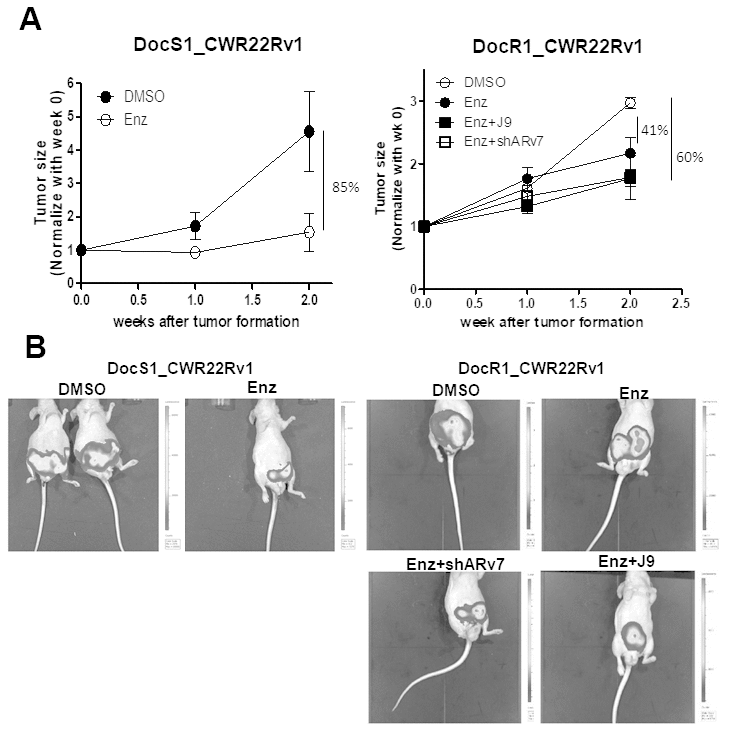 Targeting ARv7 with ARv7-shRNA or ASC-J9® further suppressed the DocR1-CWR22Rv1 cell growth in the in vivo mouse model. DocS1