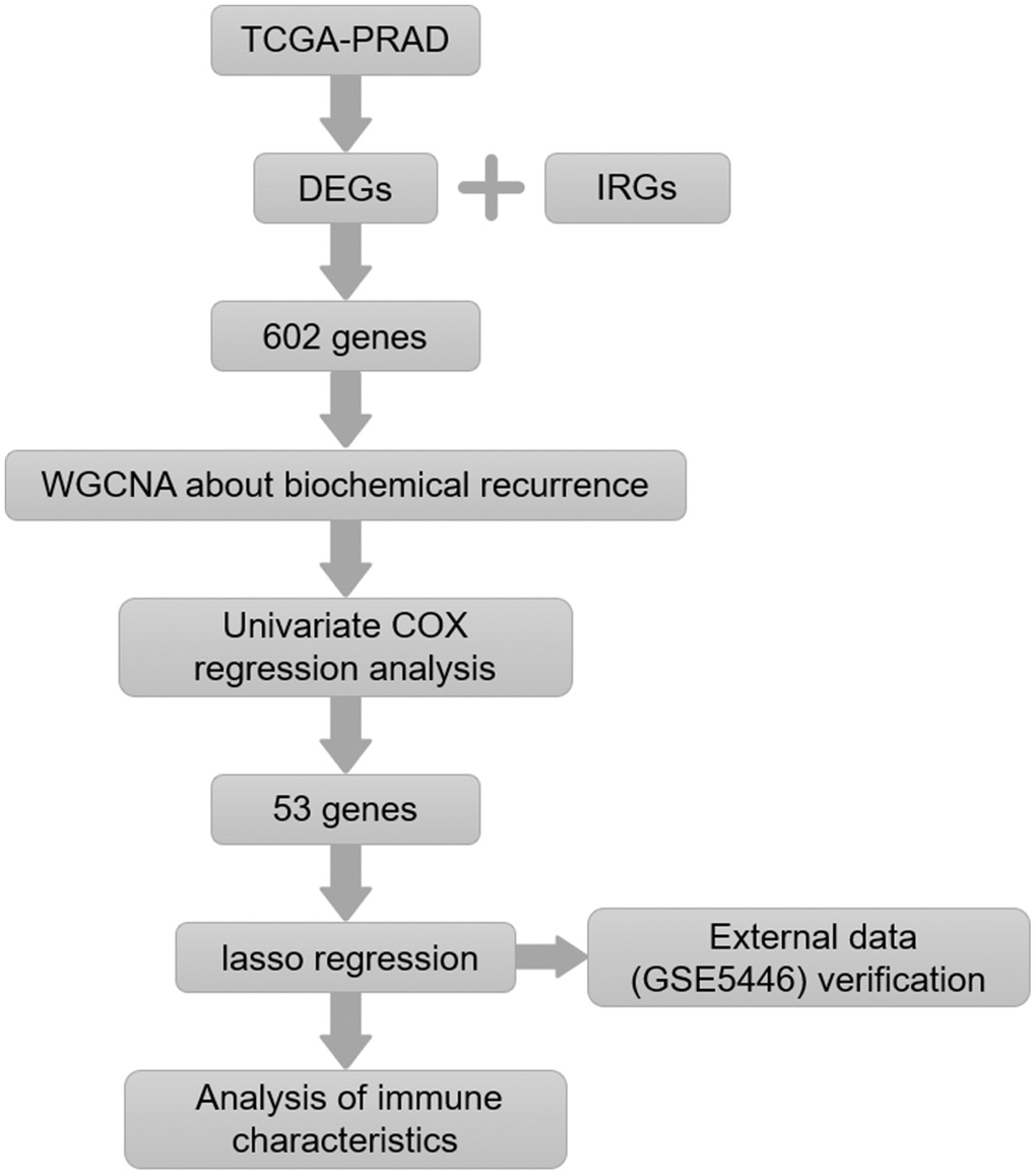 Flow chart of the experimental strategy.