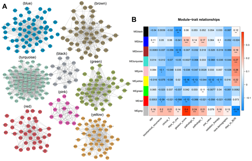 (A) Modular genetic correlation network map. Colors correspond to different modules. (B) Correlations between modules and clinical phenotypes. Red indicates positive correlations, blue indicates negative correlations.