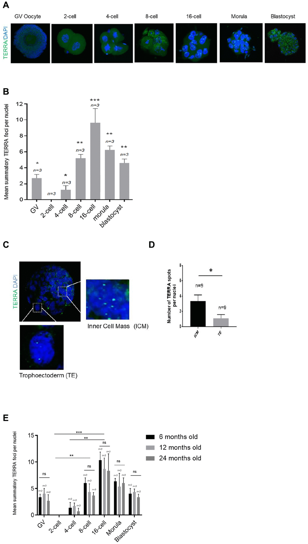 TERRA expression in murine oocytes, early cleavage and blastocyst stage with regards to maternal age. (A) The TERRA signal was detected by RNA-FISH on murine oocytes and different cleavage stages of murine early embryos and blastocysts using a probe targeting TERRA’s telomeric track (green), DAPI=blue. Zoom areas are shown, where only the bright puncta correspond to TERRA transcripts. (B) Graph shows the quantification of the mean number of TERRA spots in all developmental stages in the young donor group (mean+s.d., n=number of samples). (C) Zoom areas corresponding to the inner cell mass (ICM) and trophoectoderm (TE) are shown. (D) Graph represents the mean number of TERRA spots in the ICM and TE (mean+s.d., n=number of blastocysts). (E) Graph shows the quantification of the mean number of TERRA spots in all developmental stages in the three differently aged donor groups (6, 12 and 24 months old) (mean+s.d., n=number of samples). Total number of foci and nuclei used for the analysis are indicated. Scale bar: 10 μm. The Student’s t-test was used for all statistical analysis (*p