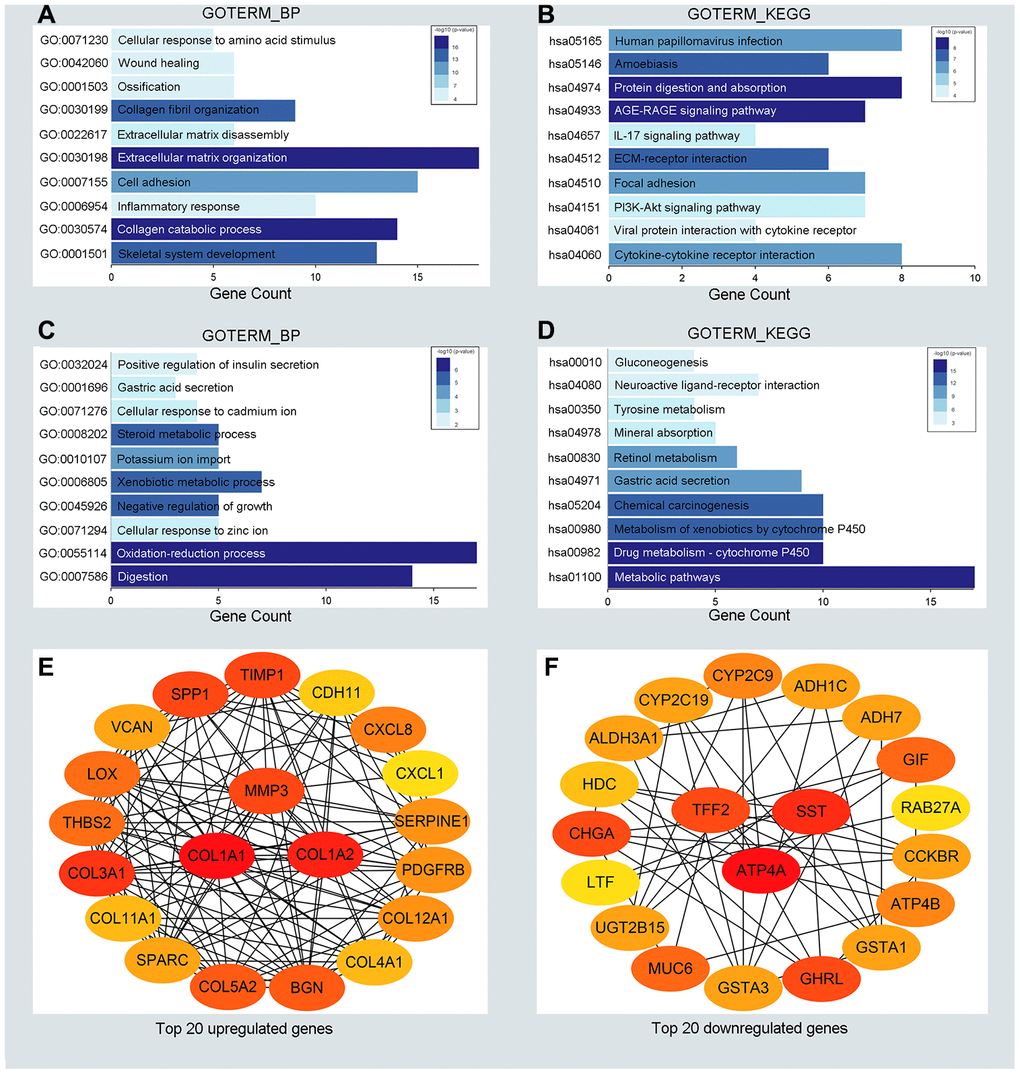 Functional enrichment analysis for the significant DEGs and identification of hub genes. (A, C) The top ten enriched biological processes of the significantly upregulated DEGs and downregulated DEGs, respectively. (B, D) The top ten enriched KEGG pathways of the significantly upregulated DEGs and downregulated DEGs, respectively. (E, F) The top 20 hub genes of the significantly upregulated DEGs and downregulated DEGs separately.