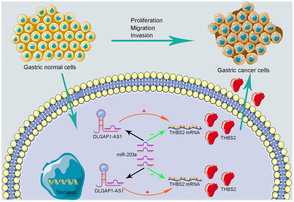 Schematic representations of DLGAP1-AS1/miR-203a-3p/THBS2 ceRNA pathway and its potential roles in the progression of GC.