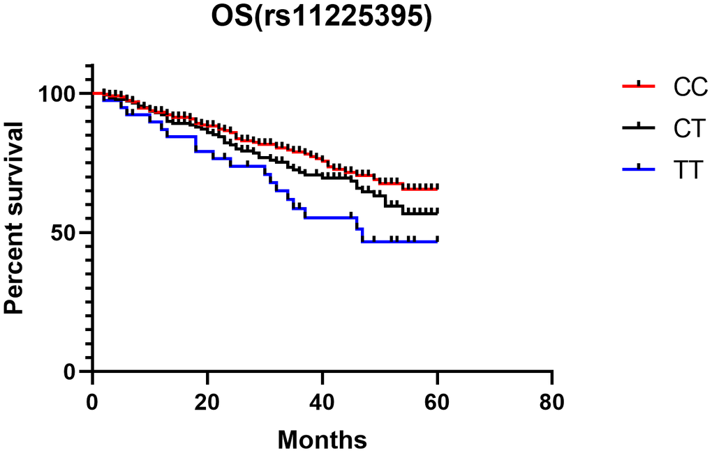 Kaplan-Meier analysis of the association between MMP-8 rs11225395 polymorphism and overall survival of colorectal cancer patients.