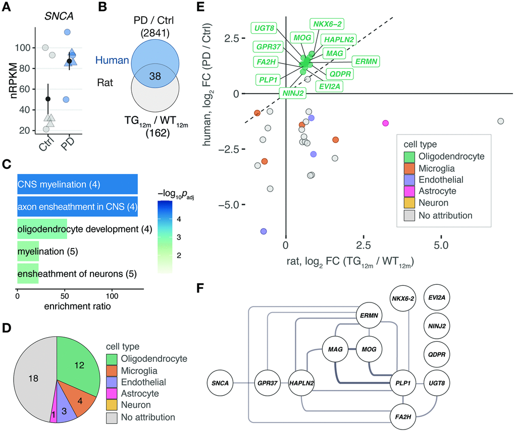 Shared differentially expressed genes in the rat model overexpressing SNCA and PD patients point to myelination and oligodendrocytes. (A) Expression changes of SNCA in PD patients compared to controls plotted as individual data points with mean ± SEM. Circles represent females, rectangles males. (B) Venn diagram comparing 162 DEGs identified in 12-month-old TG rats and 2841 DEGs identified in frontal cortex of PD patients according to cut-offs of padj ≤ 0.1 and │log2FC│≥ 0.5. (C) Overrepresented biological processes among 38 DEGs shared between rat and human (see B). Five most significant terms, their adjusted p-values, enrichment ratios, and underlying gene count shown. (D) Pie chart showing attribution of 38 DEGs shared between rat and human to cell types according to reference data from McKenzie et al. [19]. (E) Scatter plot of 38 DEGs identified in frontal cortex of rat and human. Cell type attributions color-coded. Oligodendrocyte DEGs labelled. (F) Protein-protein interaction network derived from 38 DEGs attributed to oligodendrocytes plus SNCA. Interactions according to String database. Only connected nodes shown. Line width reflects String interaction score.