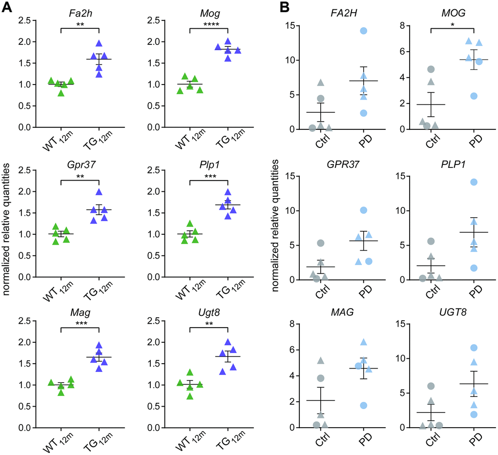 Validation of oligodendrocyte-associated gene expression changes using RT-qPCR. (A) RNA-seq results of shared oligodendrocyte-specific targets were verified by RT-qPCR in rats. RT-qPCR normalized quantities shown relative to WT with individual data points plotted with mean ± SEM. Significances based on unpaired two-tailed t-tests with *p p p p B) RNA-seq results of shared oligodendrocyte-specific targets were verified by RT-qPCR in human. RT-qPCR normalized quantities shown relative to controls with individual data points plotted with mean ± SEM. Circles represent females, rectangles males. Significances based on unpaired two-tailed t-tests with *p 