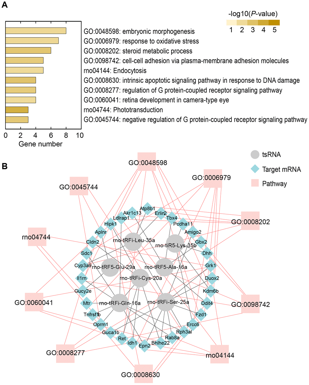 Bioinformatics analysis revealing potential biological functions of 7 ICH-responsive tsRNAs. (A) Top 10 enriched biological functions ranked by the number of enriched genes and colored by P-value are shown using the Metascape online database. (B) tsRNA-mRNA-pathway interaction networks. tsRNAs could target mRNA and affect their expression level in a miRNA-like manner. Then, the altered mRNAs affect the corresponding pathways to alter biological functions.