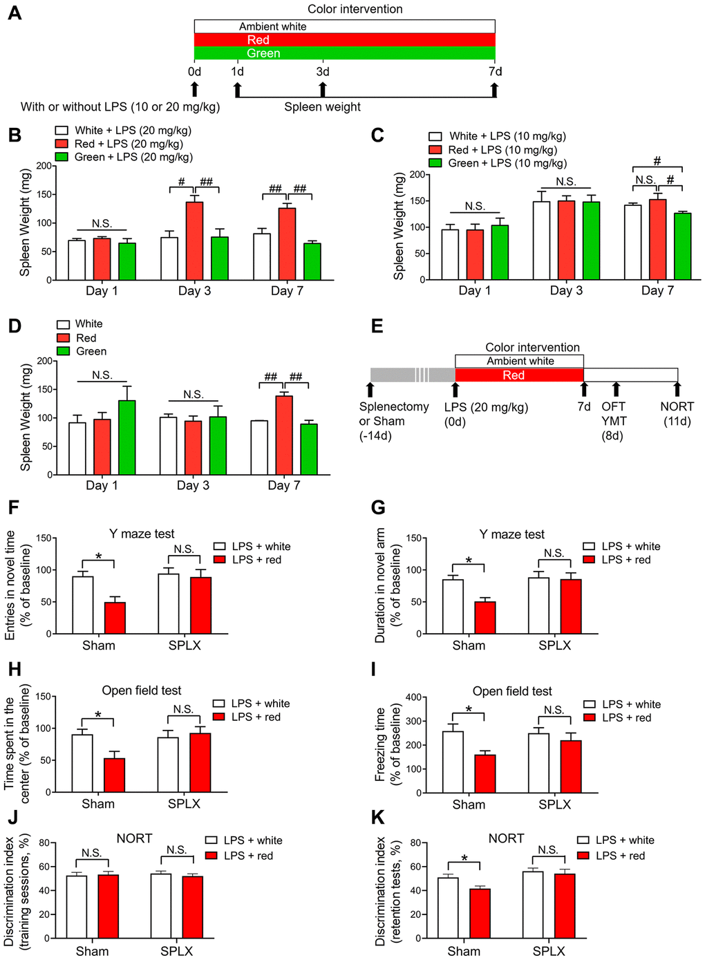 Red light exposure elicits splenomegaly, while splenectomy reverses red light exposure-induced cognitive deficits in septic mice. (A) Treatment schedule. Mice were treated with or without LPS (10 or 20 mg/kg), and then were exposed to light for up to seven days. The mice were euthanized and their spleens were collected on day 1, 3 or 7. (B) Red light exposure resulted in splenomegaly in LPS (20 mg/kg)-administered mice on days 3 and 7 relative to ambient white light or green light exposure. (C) Red light exposure led to splenomegaly in LPS (10 mg/kg)-treated mice on day 7 compared to green light exposure. (D) Red light exposure induced significant spleen enlargement in non-LPS-treated mice on day 7 relative to ambient white light and or green light exposure. (E) Treatment schedule. Mice underwent a splenectomy or sham surgery 14 days prior to LPS (20 mg/kg) administration, and were then exposed to light for seven days. On day 8, open field and Y maze tests were performed. On day 11, a NORT was performed. (F–K) Splenectomy reversed red light exposure-induced cognitive dysfunction and anxiety-like behavior, as demonstrated by the lack of significant difference in the frequency of entering the novel arm (F) and the time spent in the novel arm (G) in the Y maze test, the time spent in the center (H) and the freezing time (I) in the open field test, and the time exploring the novel object (J, K) in the NORT between splenectomized mice exposed to ambient white light or red light. Data are shown as the mean ± SEM (n = 6-8/group). N.S., not significant, *P #P ##P 