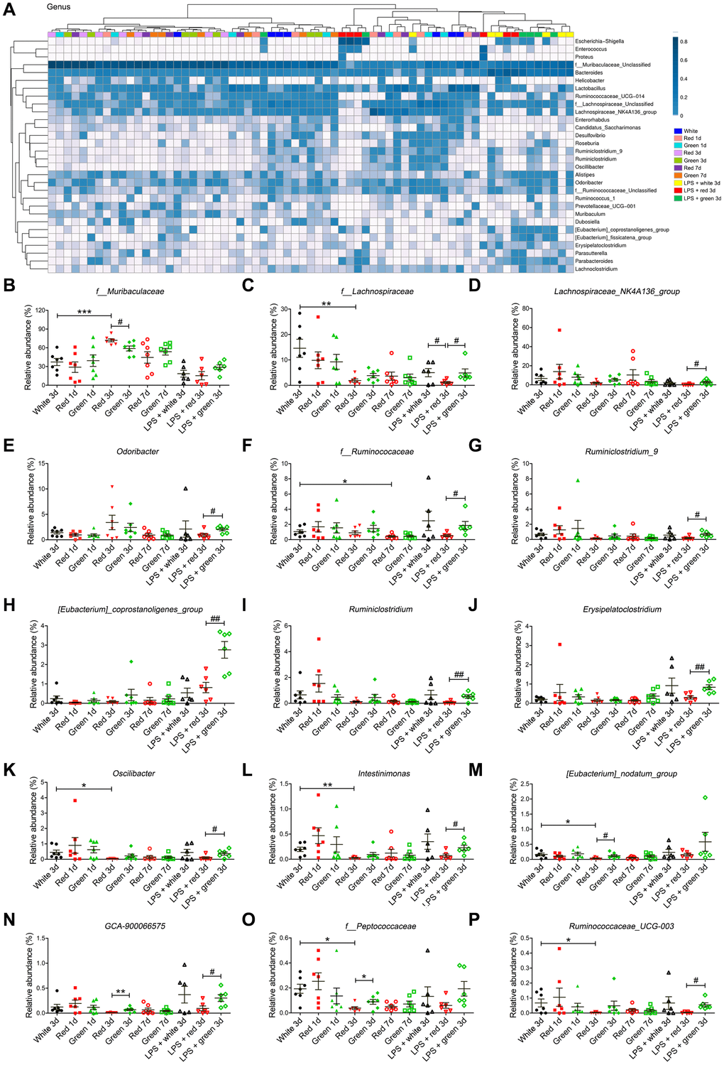 Altered gut bacterial composition at the genus level. (A) Relative abundance at the genus level in the different groups. (B) Red light exposure increased the abundance of f