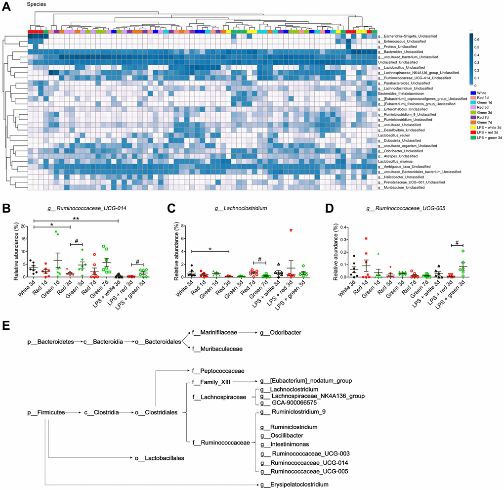 Altered gut bacterial composition at the species level. (A) Relative abundance at the species level in the different groups. (B) Red light exposure increased the abundance of g