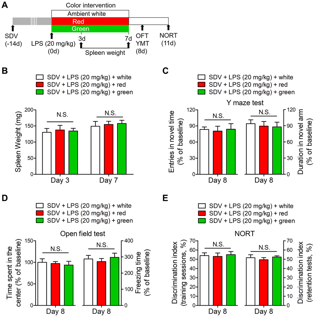 SDV normalizes dysfunctional behaviors in red light-exposed septic mice. (A) Treatment schedule. Mice underwent a splenectomy 14 days before LPS (20 mg/kg) administration. Thereafter, the mice were exposed to light for seven days. Some of the mice were euthanized and their spleens were collected and weighed on days 3 and 7. Open field and Y maze tests were conducted on day 8, and a NORT was performed on day 11. (B) Mice that underwent SDV displayed no significant differences in spleen weight following LPS treatment and light exposure. They also demonstrated no significant differences in behavioral performance, as evidenced by the results of the Y maze test (C), open field test (D) and NORT (E). Data are shown as the mean ± SEM (n = 6/group). N.S., not significant.