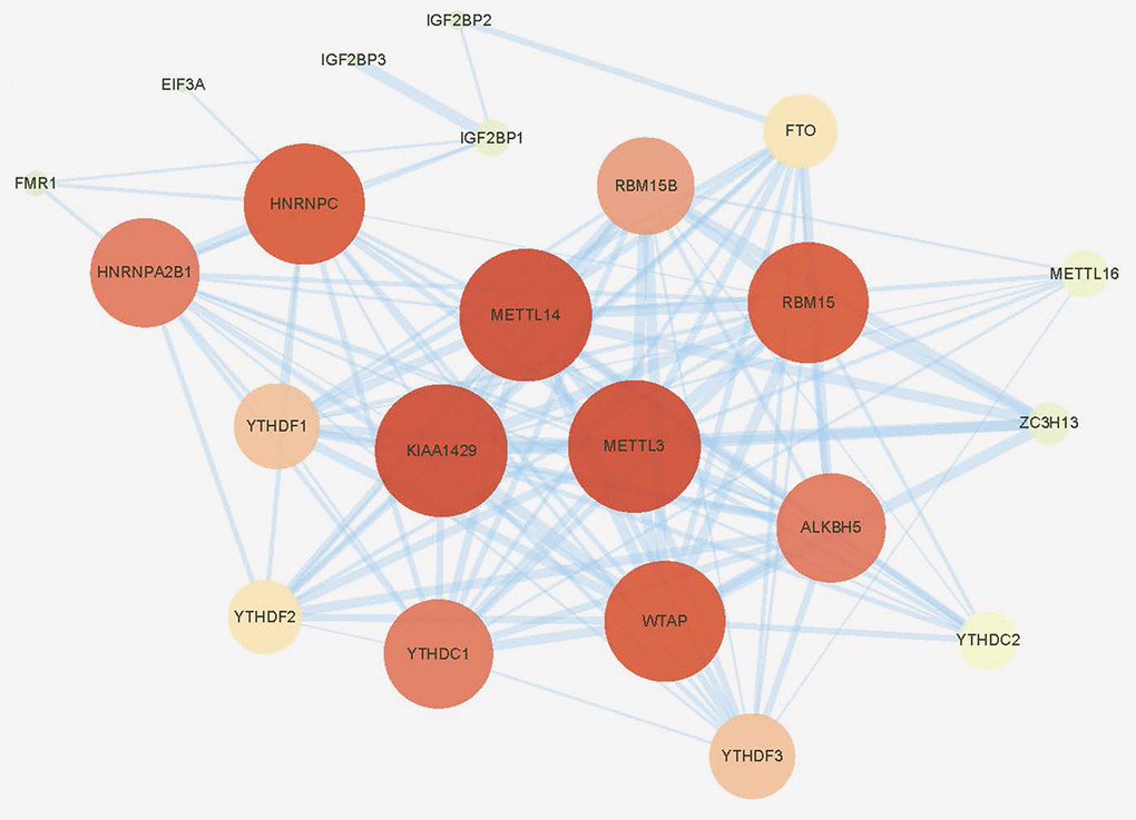 Protein-protein interaction (PPI) network of the 24 included m6A regulators.