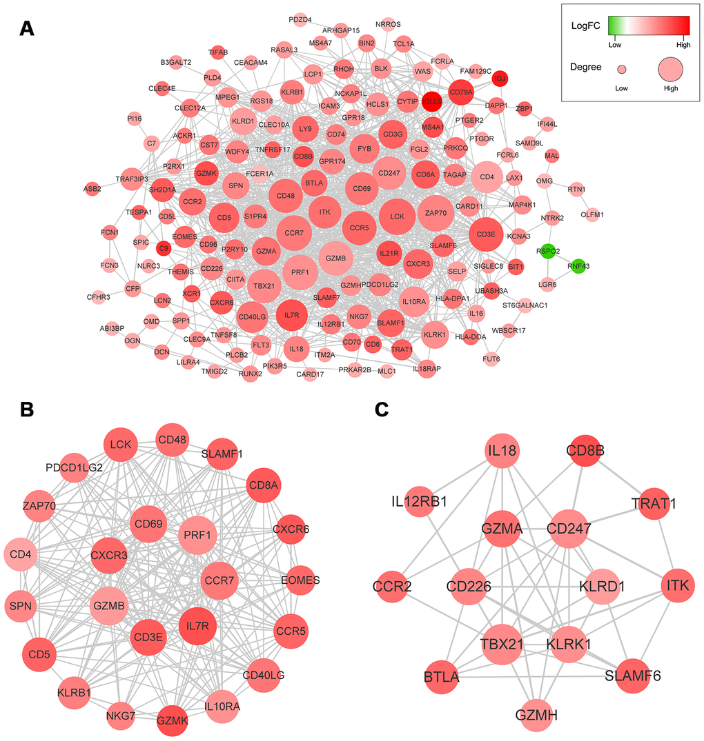 (A) The whole PPI networks of the 214 predictive DEGs. (B) The module 1 of the two most significant modules in the whole PPI network. (C) The module 2 of the two most significant modules in the whole PPI network.