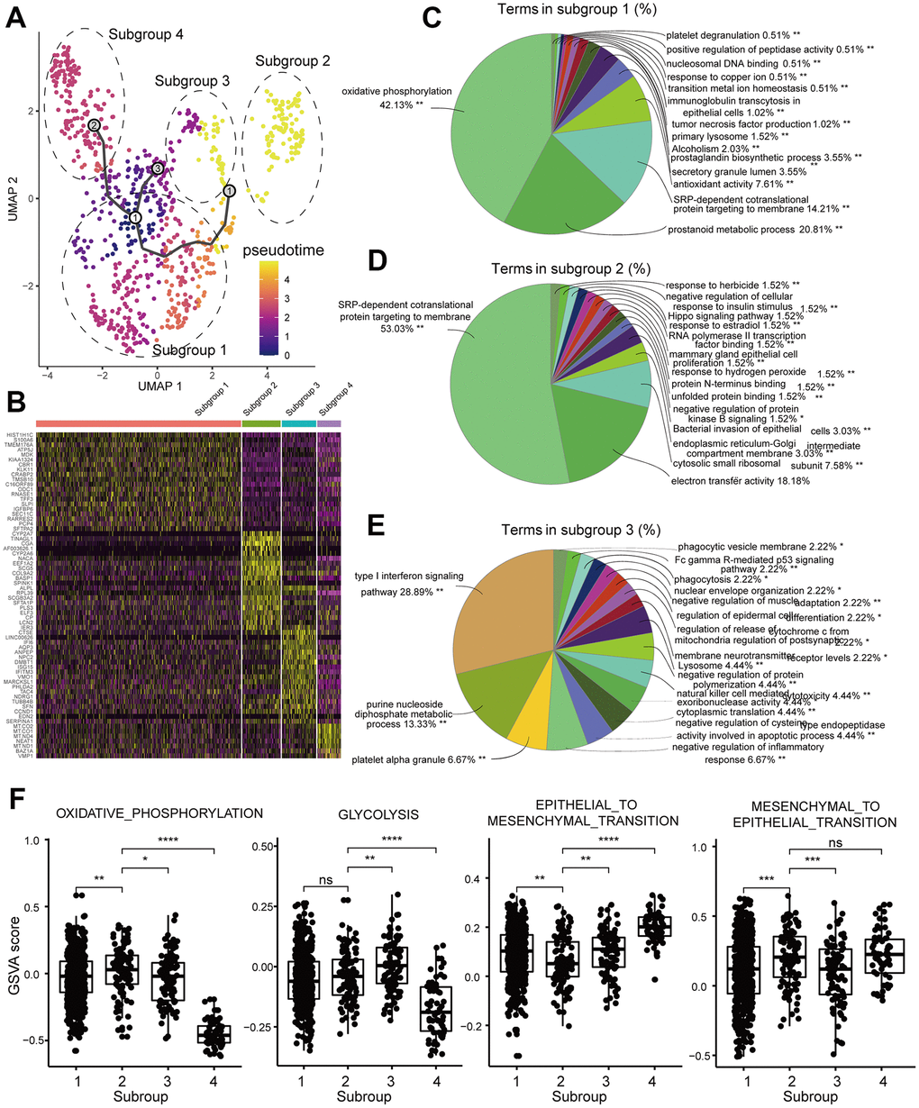 Functional enrichment analyses of the DEGs in the tumor cell subgroups of the brain metastasis sample, GSM3516671. (A) UMAP plot shows the different trajectories of the four tumor cell subgroups in GSM3516671. (B) Heatmap shows the differentially expressed genes (DEGs) in the four tumor cell subgroups of the brain metastasis sample, GSM3516671. (C–E) Pie graphs show the enrichment analysis for the three tumor cell subgroups of the brain metastasis sample, GSM3516671 (DEGs in the subgroup 4 were not sufficient for enrichment analysis). (F) Gene set variation analysis (GSVA) of the 4 tumor cell subgroups in the brain metastasis sample, GSM3516671.