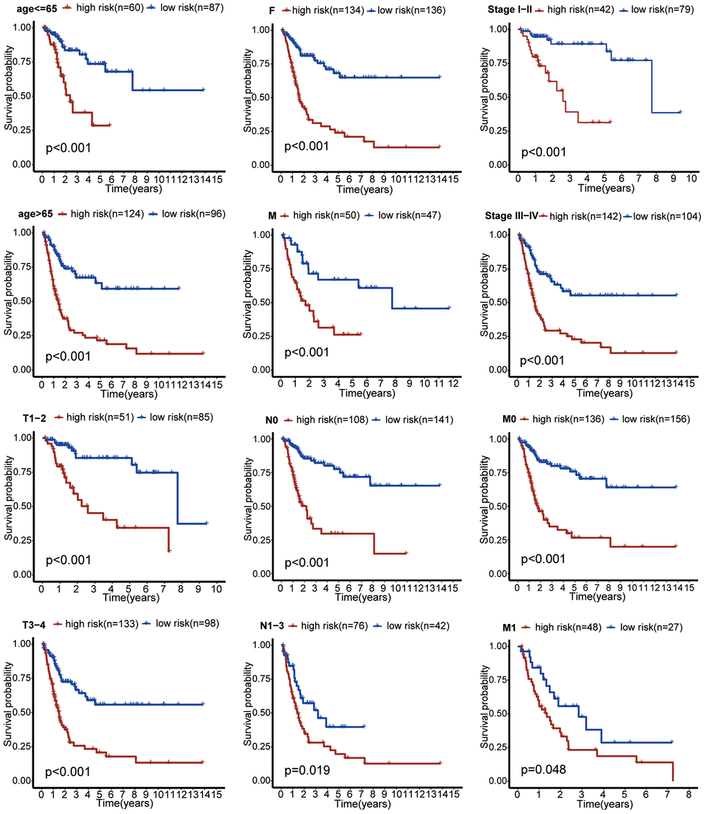 Subgroup analysis showed that patients in the high-risk group had worse OS than that in the low-risk group in subgroups based on age, gender, clinical stage, and TNM stage.