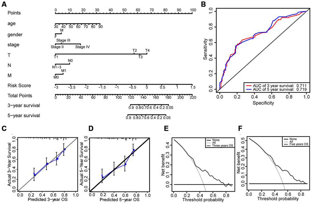 Construction and evaluation of the prognostic model. (A) Nomogram for predicting the 3- and 5-year survival rates of bladder cancer patients. (B) The ROC curve analysis demonstrates that the AUCs for 3- and 5-year OS predicted by the nomogram are 0.711 and 0.719, respectively. (C) Calibration curve based on 3-year OS of the nomogram. (D) Calibration curve based on 5-year OS of the nomogram. (E) DCA based on 3-year OS of the nomogram. (F) DCA based on 5-year OS of the nomogram.