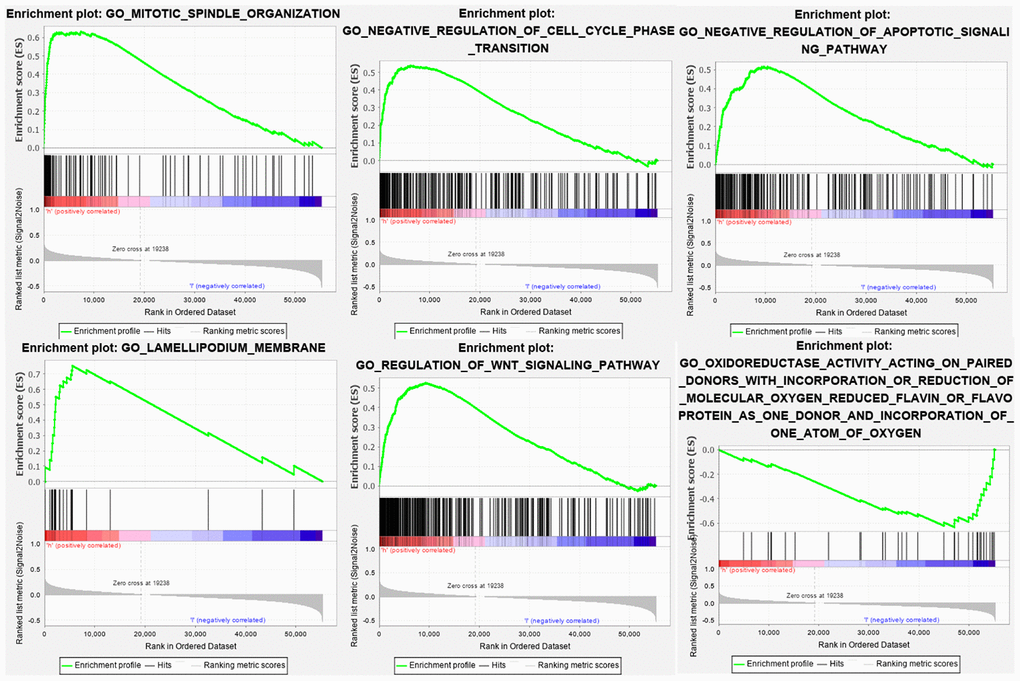 GO enrichment analysis shows that the genes are enriched in cell division, negative regulation of cell cycle, negative regulation of apoptosis, cell migration, oxidative stress, and WNT pathway.