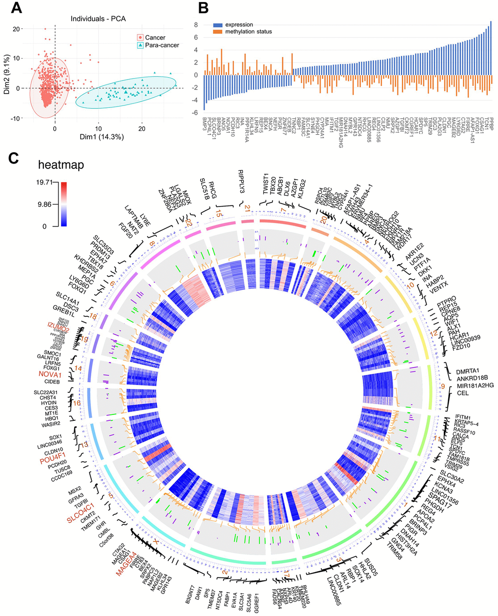 (A) Principal component analysis (PCA) for methylation-driven genes between solid tumor samples and normal samples; (B) The association of methylation status and expression; (C) Circos plot of DNA methylation-driven genes. From the outermost circle to the inner circle, the presentation on the map is as follows: (a) Gene symbol; (b) Chromosome location with lines deriving from specific gene locus; (c) DNA methylation by bar charts (Purple: hypermethylation, Green: hypomethylation); (d) transcriptome expression by heatmap.