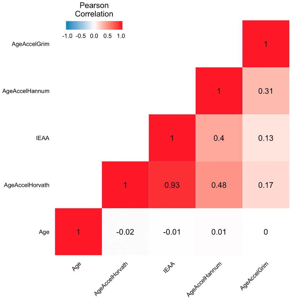 Heatmap of pairwise correlations of chronological age and epigenetic age accelerations. The heat map color-codes the pairwise Pearson correlations of chronological age and epigenetic age accelerations in the Framingham Heart Study (N=2326). Age represents the chronological age. AgeAccelHorvath, IEAA, AgeAccelHannum, and AgeAccelGrim represent measures of epigenetic age acceleration derived from the Horvath pan tissue clock, the intrinsic clock, the Hannum clock, and the GrimAge clock, respectively. The shades of color (blue, white, and red) visualize correlation values from -1 to 1. Each square reports a Pearson correlation coefficient.