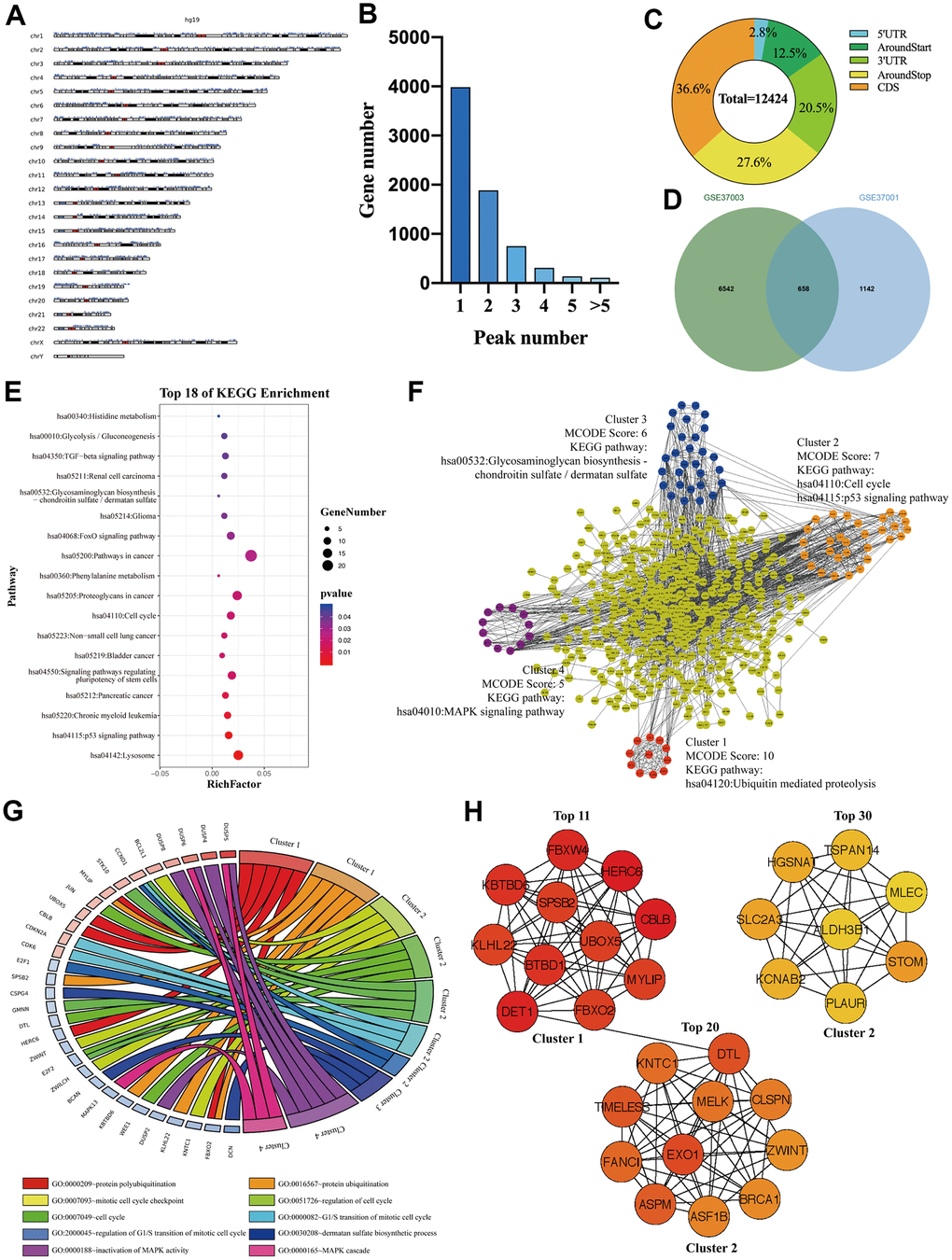 The signaling pathways and biological processes of m6A modified M3DEGs. (A) The chromosome location of transcripts having m6A peaks in HepG2 cell. (B) The number of genes with various m6A peaks. (C) The distribution of m6A peaks in transcripts. (D) Integrated analysis of M3DEGs and mRNAs with m6A peaks. (E) KEGG pathway analysis of m6A modified M3DEGs. (F, G) KEGG pathway and GO enrichment analysis of functional molecular clusters among the PPI network of m6A modified M3DEGs. (H) The top 30 hub genes among m6A modified M3DEGs.