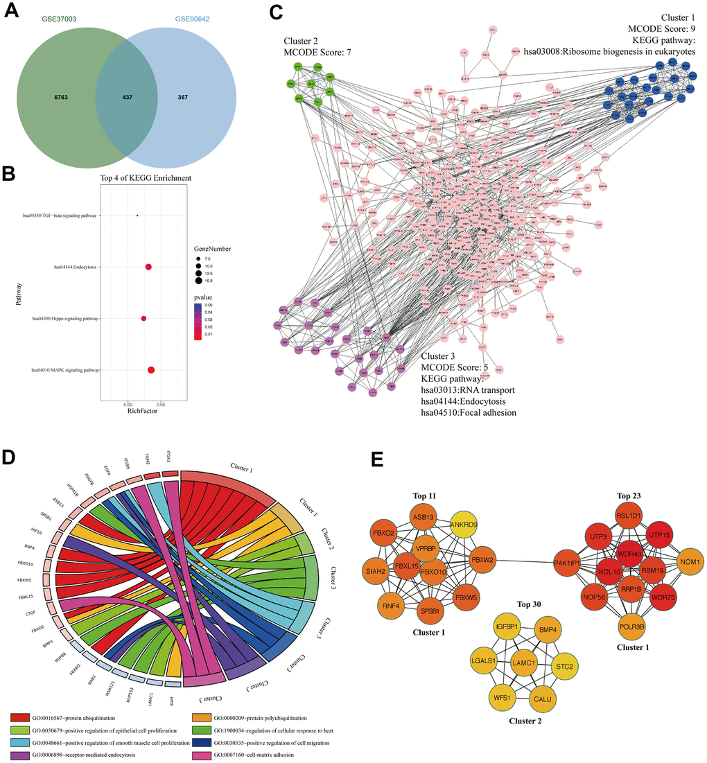 The signaling pathways and biological processes of m6A modified M14DEGs. (A) Integrated analysis of M14DEGs and mRNAs with m6A peaks. (B) KEGG pathway analysis of m6A modified M14DEGs. (C, D) KEGG pathway and GO enrichment analysis of functional molecular clusters among the PPI network of m6A modified M14DEGs. (E) The top 30 hub genes among m6A modified M14DEGs.