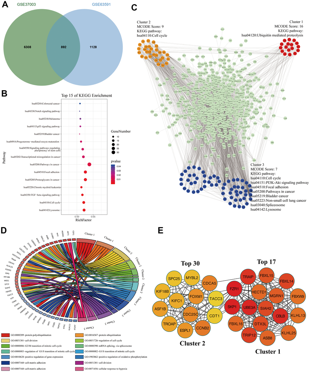 The signaling pathways and biological processes of m6A modified M3TEGs. (A) Integrated analysis of M3TEGs and mRNAs with m6A peaks. (B) KEGG pathway analysis of m6A modified M3TEGs. (C, D) KEGG pathway and GO enrichment analysis of functional molecular clusters among PPI network of m6A modified M3TEGs. (E) The top 30 hub genes among m6A modified M3TEGs.