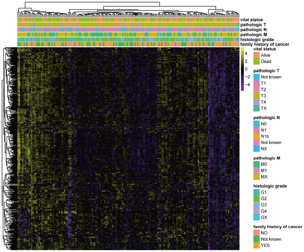 GSVA results based on miRNA sets in PC. Heatmap of normalized pathway enrichment scores calculated by the GSVA method using the TCGA-PAAD miRNA-seq dataset based on 484 miRNA sets in PC patients with distinct clinical characteristics. The GSVA method had an ability to calculate enrichment scores of selected gene sets for each patient. Thus, GSVA results containing a matrix of 176 PC patients × 484 miRNA sets with normalized pathway enrichment scores were finally obtained. Heatmap displayed the GSVA results. Each dot represented normalized enrichment score of specific pathway for each patient. The color change represented the level of pathway enrichment scores of every PC patient for every miRNA set-based pathway: purple represented a low score, and yellow represented a high score. Clinical characteristics of each patient were displayed in the top of heatmap, including vital status, pathologic T, pathologic M, pathologic N, histologic grade and family history of cancer.