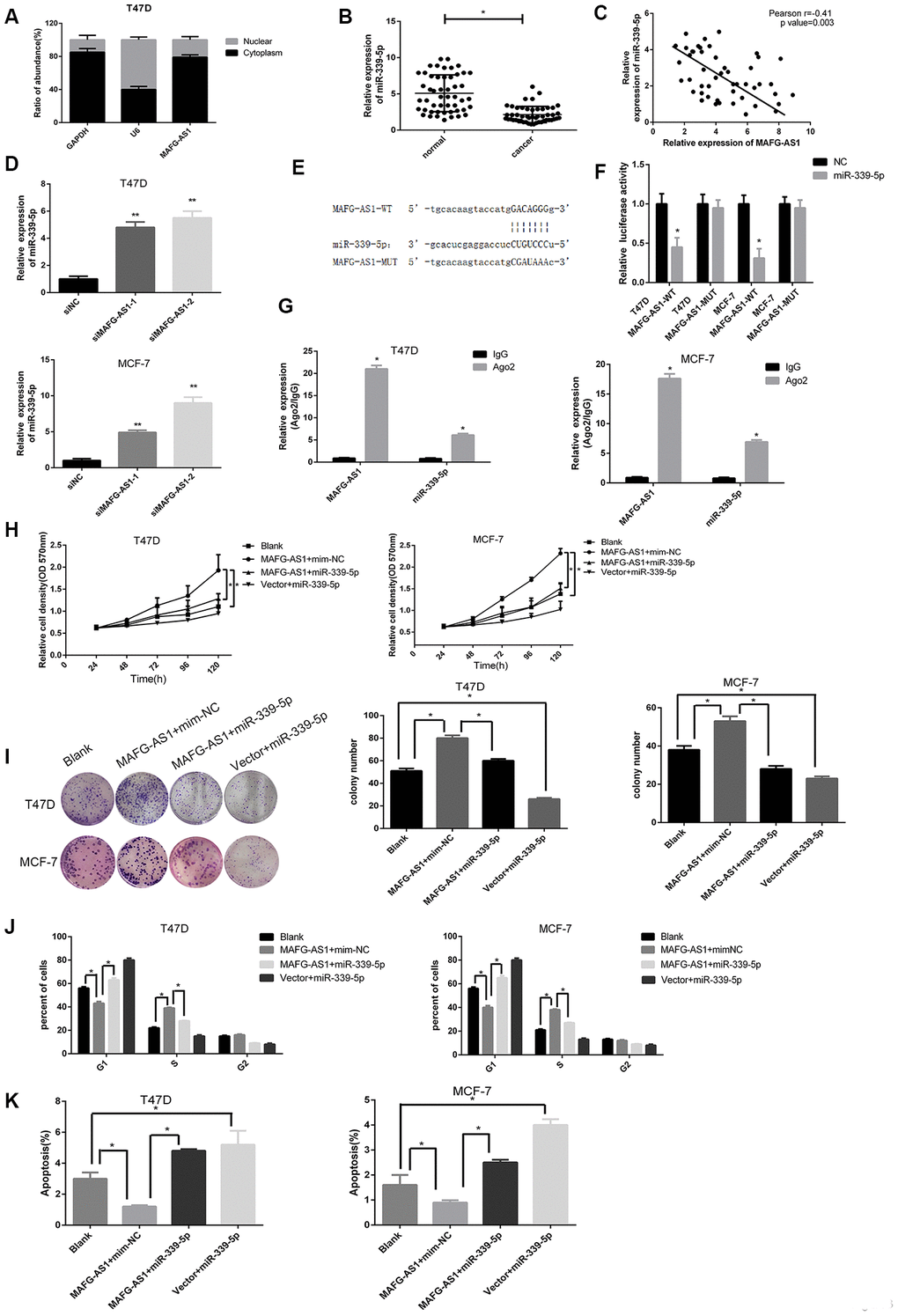 MAFG-AS1 promotes the progression of ER+ breast cancer through sponging miR-339-5p. (A) The expression of MAFG-AS1 was higher in cytoplasm than nucleus in T47D cells. (B) Expression of miR-339-5p in 50 breast tumors compared with para-carcinoma tissues *pC) Expression of miR-339-5p and MAFG-AS1 from 50 breast tumors were negatively correlated. (D) miR-339-5p expression after siMAFG-AS1-1, siMAFG-AS1-2 or NC-siRNA transfection in T47D and MCF-7 cells.18s was used as an internal control. (E) Bioinformatic analysis revealed the presence of complementary binding sites for miR-339-5p in MAFG-AS1. (F) Luciferase activity in T47D/MCF-7 cells cotransfected with miR-339-5p and luciferase reporters containing pmirGLO-MAFG-AS1-WT or pmirGLO- MAFG- AS1-MUT. (G) The expression of MAFG-AS1 and miR-339-5p after anti-Ago2 RIP were performed in T47D and MCF-7. IgG was used as a negative control. (H, I) MiR-339-5p overexpression abolished the cell proliferation induced by MAFG-AS1 shown by both MTT assay and colony formation assay. (J) Overexpression of MAFG-AS1 cells displayed a significantly low frequency of cells at G1 phase and a high frequency of cells at S phase, while miR-339-5p reversed it. (K) MiR-339-5p restored the MAFG-AS1 induced repressing of cell apoptosis.