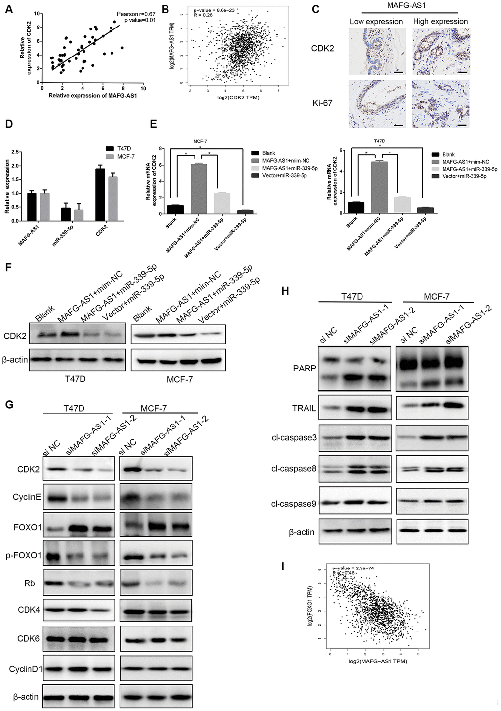 The MAFG-AS1/miR-339-5p/CDK2 axis regulates cell proliferation. (A) Expression of CDK2 and MAFG-AS1 were positively correlated. p=0.01, r=0.67. (B) Correlation between CDK2 and MAFG-AS1 in GEPIA. (C) Representative IHC expression of CDK2 and ki-67 shown from two patients with different MAFG-AS1 expressions. (D) Relative expression of MAFG-AS1, miR-339-5p and CDK2 in the same cell lines. (E) qRT-PCR analysis of the expression of CDK2 with over-expression of MAFG-AS1 and miR-339-5p in T47D and MCF-7 cells. (F) Western blot was performed to detect CDK2 expression in T47D and MCF-7 with MAFG-AS1 and miR-339-5p over expression.(G) The expression of CDK2, cyclin E, Rb, FOXO1, p-FOXO1, CDK4, CDK6 and CyclinD1 after MAFG-AS1 knockdown compared with NC in T47D and MCF-7 cells. (H) The expression of PARP, TRAIL, cl-caspase3, cl-caspase8 and cl-caspase9 after MAFG-AS1 knockdown compared with NC in T47D and MCF-7 cells. (I) Correlation between FOXO1 and MAFG-AS1 at mRNA level in GEPIA.