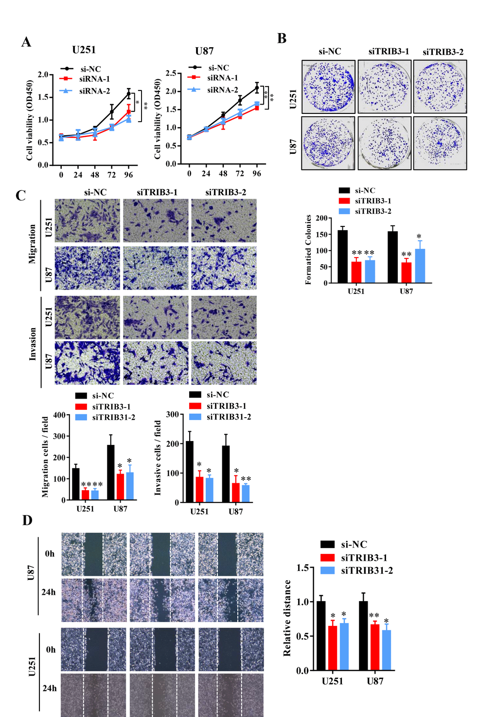 Knockdown of TRIB3 impairs the proliferation and migration of GBM cells. (A) The effect of TRIB3 knockdown on U251 and U87 cell proliferation was detected by CCK-8 assay at the indicated times. (B) The colony formation of U251 and U87 cells treated with si-NC and si-TRIB3. (C) Migration ability, and invasion ability were determined after the downregulation of TRIB3 in glioma cell lines using a migration assay and a Transwell assay. (D) The migration potential of U251 and U87 cells treated with si-NC and si-TRIB3 was evaluated by the wound healing test. *p