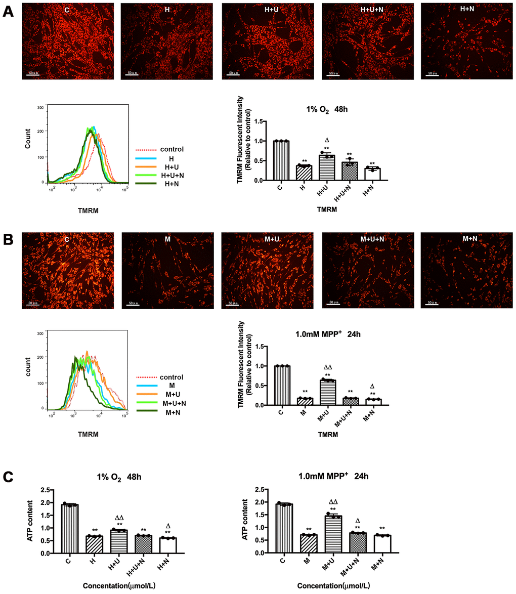 DOR activation attenuated hypoxic and/or MPP+ insults induced mitochondrial membrane potential depolarization and mitochondrial dysfunction. (A) PC12 cells were exposed to hypoxia at 1% O2 for 48 hrs, the mitochondrial membrane potential was measured using TMRM reagent. C: normoxic control. H: hypoxia. H+U: DOR was activated using UFP-512 in hypoxic conditions. H+U+N: PC12 cells were treated with UFP-512 plus naltrindole at the same time in hypoxic conditions. H+N: PC12 cells were treated with DOR antagonist naltrindole alone in hypoxic condition. N=3 in each group. **pΔpB) PC12 cells were exposed to 1.0 mM MPP+ for 24 hrs. C: control. M: MPP+. M+U: DOR was activated using UFP-512 and exposed to MPP+. M+U+N: PC12 cells were treated with UFP-512 plus naltrindole and exposed to MPP+. M+N: PC12 cells were exposed to naltrindole along with MPP+. N=3 in each group. **pΔpΔΔp+ insults also caused a depolarization of mitochondrial membrane potential, while activating DOR using UFP-512 significantly reversed these destructive changes induced by MPP+ insults. In contrast, applying DOR antagonist naltrindole alone further aggravated the collapse of mitochondrial membrane potential under MPP+ insults. The results measured by flow cytometer were consistent with the florescence observation. (C) PC12 cells were exposed to 1% O2 for 48 hrs or 1.0mM MPP+ for 24 hrs. N=3 in each group. **pΔpΔΔp+ caused a significant decrease in ATP generation, while DOR activation restored the capacity of mitochondria in ATP production.