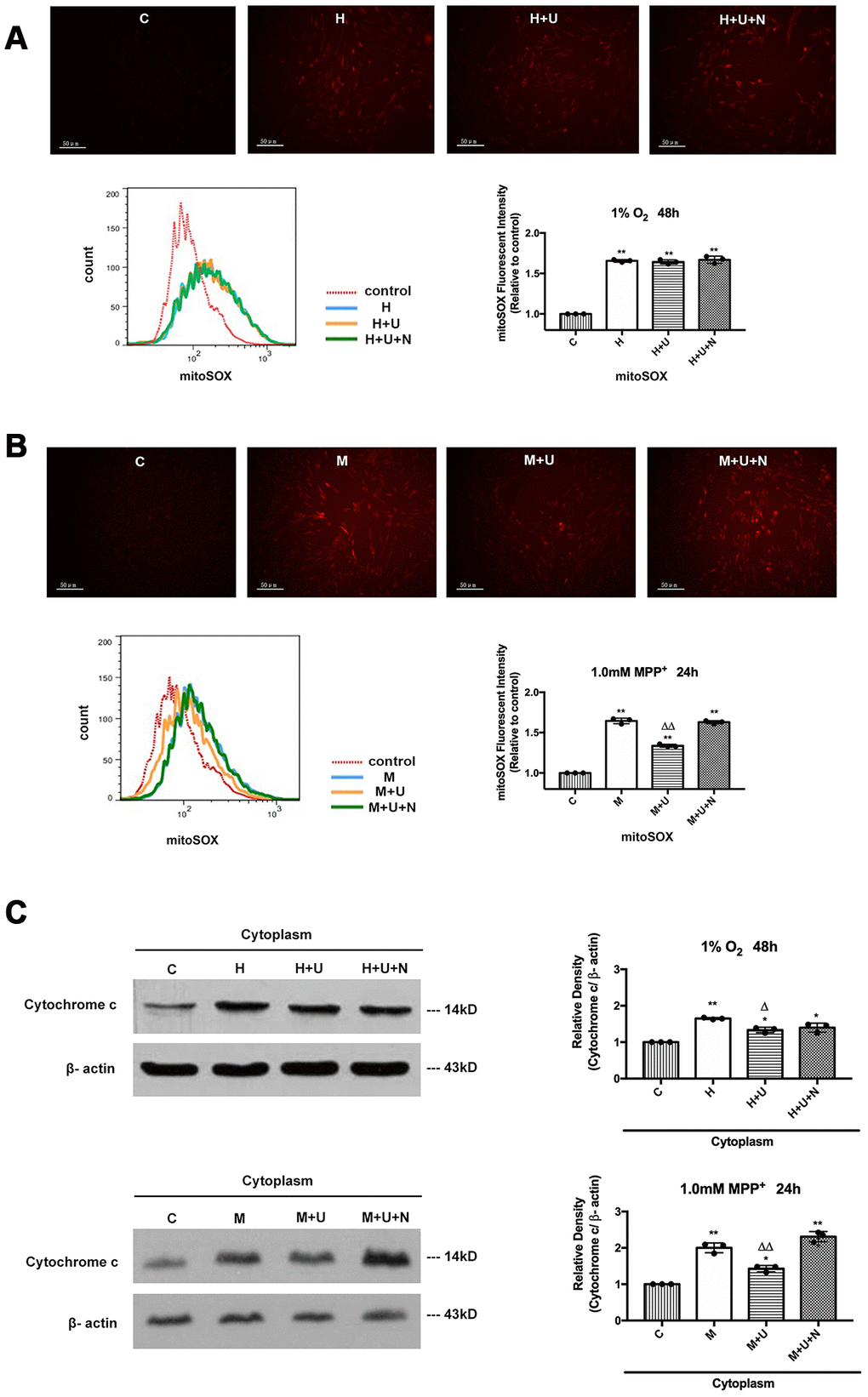 DOR activation strongly protected PC12 cells from the oxidative injury induced by MPP+, and inhibited the cytochrome c release with a mild effect on the cells exposed to hypoxia. (A) PC12 cells were exposed to 1% O2 for 48 hrs. The mitochondrial superoxide was detected by MitoSOX Red Mitochondrial Superoxide Indicator. C: normoxic control. H: hypoxia. H+U: DOR was activated using UFP-512 in hypoxic conditions. H+U+N: PC12 cells were treated with UFP-512 plus naltrindole at the same time in hypoxic conditions. N=3 for each group. **pB) PC12 cells were treated with 1.0mM MPP+ for 24hrs. C: control. M: MPP+. M+U: DOR was activated using UFP-512 and exposed to MPP+. M+U+N: PC12 cells were treated with UFP-512 plus naltrindole and exposed to MPP+. N=3 for each group. **pΔΔp+ up-regulated mitochondrial superoxide in PC12 cells. DOR activation significantly attenuated the superoxide generation with a remarkable decrease in red fluorescent density under MPP+ insults, while the addition of naltrindole plus UFP-512 reversed the effects induced by DOR activation. (C) PC12 cells were exposed to 1% O2 for 48 hrs or treated with 1.0mM MPP+ for 24 hrs, the protein from cytosol were extracted and analyzed by Western blot. N=3 for each group. *p**pΔpΔΔp+ caused a rise of cytochrome c in the cytoplasm, whereas DOR activation remarkably inhibited the release of cytochrome c from the mitochondria to the cytoplasm against MPP+ insults with a mild effect on the cells exposed to hypoxia.