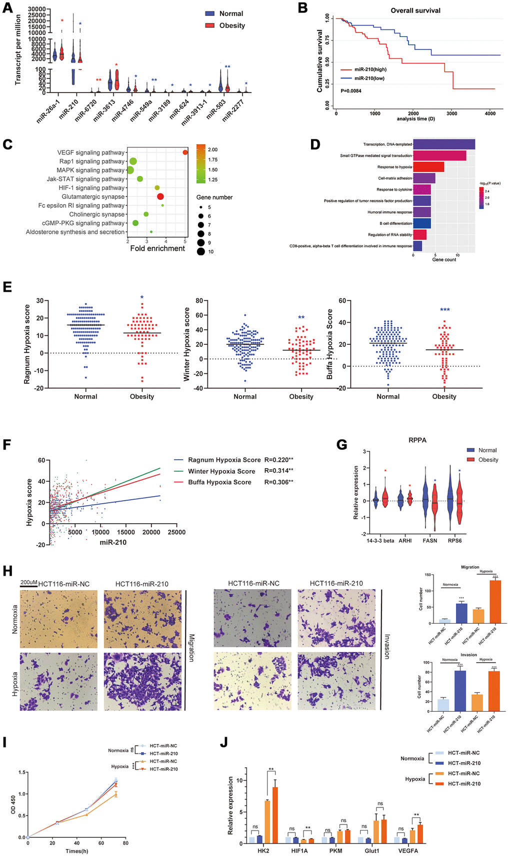 Obesity was associated with repressed hypoxia in colon cancer via inhibiting miR-210. (A) Differentially expressed miRNAs (DEMs) between obesity and normal groups. (B) The relationship of OS and miR-210 (divided by median of expression) performed by Kaplan-Meier analysis. (C) KEGG pathway analysis of miR-210-targeted genes (predicted by TargetScan database). (D) GO analysis of miR-210-targeted genes. (E) Hypoxia score of obesity and normal groups, derived from three different hypoxia scoring systems (Ragnum, Winter, Buffa hypoxia system). (F) The correlation of miR-210 and 3 different hypoxia scores analyzed by Pearson Correlation Coefficient. (G) Differentially expressed proteins between obesity and normal groups derived from Reverse Phase Protein Arrays (RPPA) data. (H) The invasion and migration ability of HCT-116 cells under hypoxia and normoxia. (I) The proliferation ability of HCT-116 cells under hypoxia and normoxia. (J) The expression of hypoxia associated genes of HCT-116 cells under hypoxia and normoxia. (*p**p***p