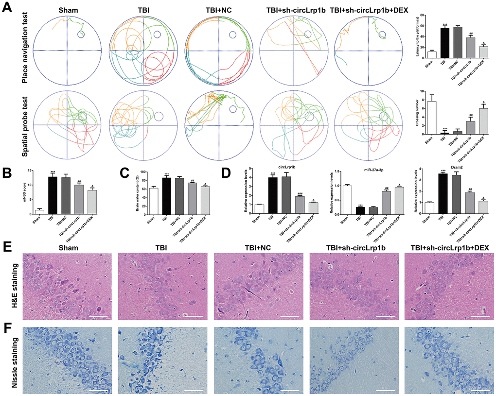 Down-regulation of circLrp1b in rat brain enhances the effects of dexmedetomidine in neurological outcome after traumatic brain injury. Rats were administered an intracerebroventricular injection of sh-circLrp1b before TBI induction, followed by intraperitoneal injection of 20 μg/kg dexmedetomidine (DEX). (A) Representative track plots of animal paths in the place navigation task and spatial probe task of the Morris water maze test in rats from different groups (left panel) and quantification of the latency time and the number of the crossing were recorded (right panel). (B) Application of the modified Neurological Severity Score (mNSS). (C) Calculation of the brain water content, as is described in the Materials and Methods section. (D) Expression levels of circLrp1b, miR-27a-3p, and Dram2, as determined using real-time quantitative reverse transcriptase polymerase chain reaction (qRT-PCR). Each experiment was repeated 6 times. ***p p p p E) and Nissl-stained (F) hippocampal sections from the experimental groups. Scale bar: 50 μm.