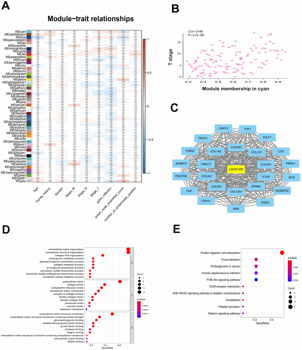 WGCNA of LINC01235 with respect to signal modules. (A) Correlation analysis between modules and clinical characteristics. Rows: module eigengene; columns clinical feature. (B) Scatter map of module members (cyan) and significance of primary tumor genes. (C) Network of modular gene relationships. GO (D) and KEGG (E) analyses of network relationships.