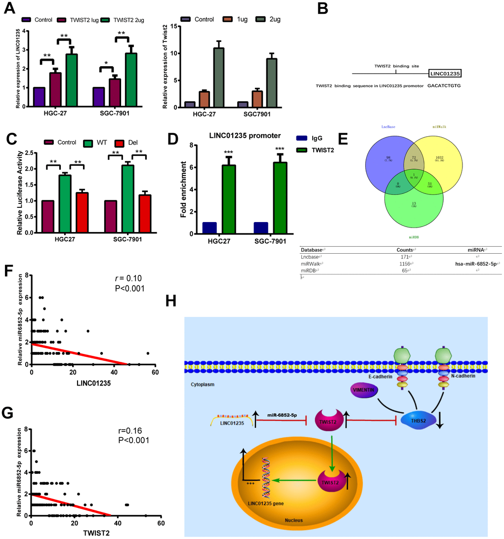 TWIST2 activates LINC01235 expression through a positive feedback loop. (A) RT-qPCR shows ectopic TWIST2 upregulated LINC01235 expression in HGC-27 and SGC-7901 cells. (B) Putative TWIST2-binding sites in the LINC01235 promoter. (C) Luciferase reporter assays confirmed TWIST2 activation of LINC01235 promoter through TWIST2-binding sites in HGC-27 and SGC-7901 cells. (D) ChIP assays were carried out using IgG and TWIST2 antibody in HGC-27 and SGC-7901 cells, followed by RT-qPCR with primers amplifying the LINC01235 promoter region. (E) Venn diagram indicates the miRNA acts as a sponge in three databases, including Lncbase, miRWalk and miRDB. (F, G) The correction of miR-6852-5p with LINC01235 and TWIST2 in TCGA database. (H) Schematic diagram shows the LINC01235–TWIST2–THBS2 axis; TWIST2, in turn, upregulates LINC01235. WT: wild type, and Del: deleted type. Results are expressed as means ± SD. **: P 