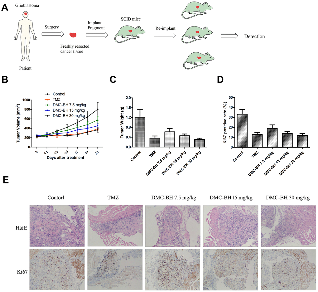 In vivo anti-tumor activity of DMC-BH in the PDTX tumor model. (A) A scheme illustrating the process of creating the patient-derived tumor model. (B) Tumor growth curves of mice after treatment with 7.5 mg/kg, 15 mg/kg or 30 mg/kg DMC-BH or 20 mg/kg TMZ. (C) Average tumor weight at day 21 after different treatments. (D) Quantification of the Ki67-positive area in different treatment groups. (E) Representative H&E-stained tumor slices and Ki67 immunofluorescence labeled tumor tissue sections from different treatments groups. The data are shown as mean ± SD (n = 6).