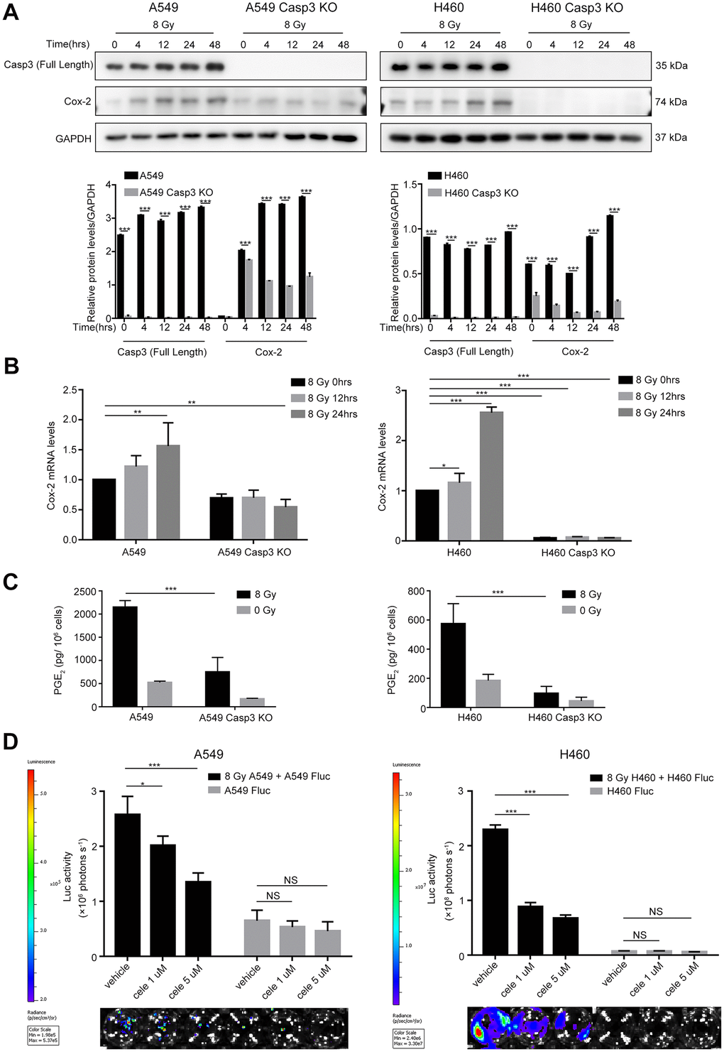 Caspase-3-dependent PGE2 production in dying NSCLC cells induces tumor repopulation. (A) Western blot analysis of Cox-2 levels at various time intervals after 8 Gy irradiation of wild-type and Casp3 KO NSCLC cells (***pn = 3). (B) Quantitative polymerase chain reaction (qPCR) analysis of Cox-2 in wild-type and Casp3 KO NSCLC cells at indicated times after 8 Gy irradiation (*pppn = 3). (C) Levels of prostaglandin E2 (PGE2) in culture supernatants of wild-type and Casp3 KO NSCLC cells at 48 h after 8 Gy irradiation were measured using enzyme-linked immunosorbent assay (ELISA) (***pn = 3). (D) A selective Cox-2 inhibitor, celecoxib, abrogated the pro-proliferation effects of dying NSCLC cells on Fluc cells in a dose-dependent manner (*ppn = 4).