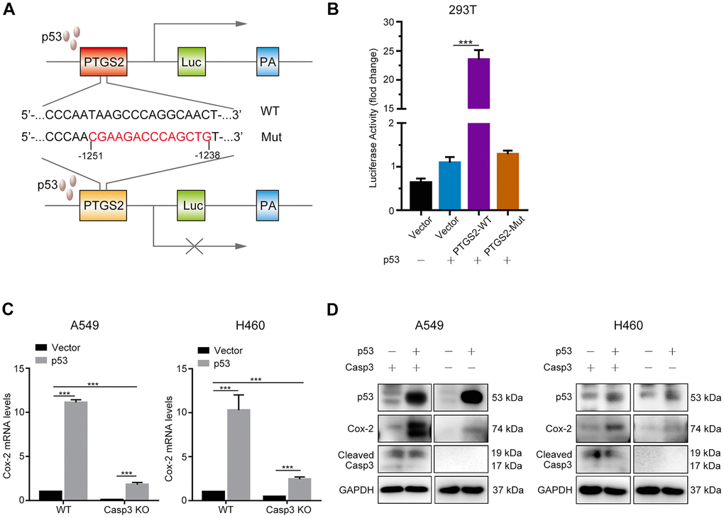 p53 induces Cox-2 in NSCLC cells. (A) Schematic representation of the luciferase reporter plasmid with the wild-type PTGS2 promoter sequence (PTGS2-WT) or mutant sequence (PTGS2-Mut). (B) A p53-dependent stimulation of PTGS2 promoter activity was demonstrated by luciferase assay. The 293T cells were co-transfected with p53 overexpression plasmid and PTGS2-WT plasmid, PTGS2-Mut plasmid, or vector alone. The pGMR-TK reporter was used as an internal transfection standard (***pn = 3). (C, D) Quantitative polymerase chain reaction (qPCR) and western blot analysis showed that the mRNA and protein levels of Cox-2 were elevated by overexpression of p53 in wild-type and Casp3 KO NSCLC cells. Total RNA and proteins were extracted after transfection for 24 h and 48 h, respectively (***pt test, n = 3).