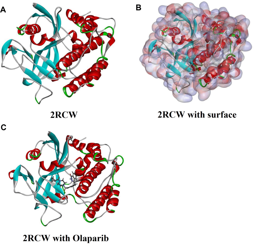 Molecular structure of 2RCW (PARP complexed with A620223). (A) Initial molecular structure. (B) Surface of binding area were added. Blue represents positive charge and red represents negative charge. (C) Molecular structure of Olaparib combined in binding area.