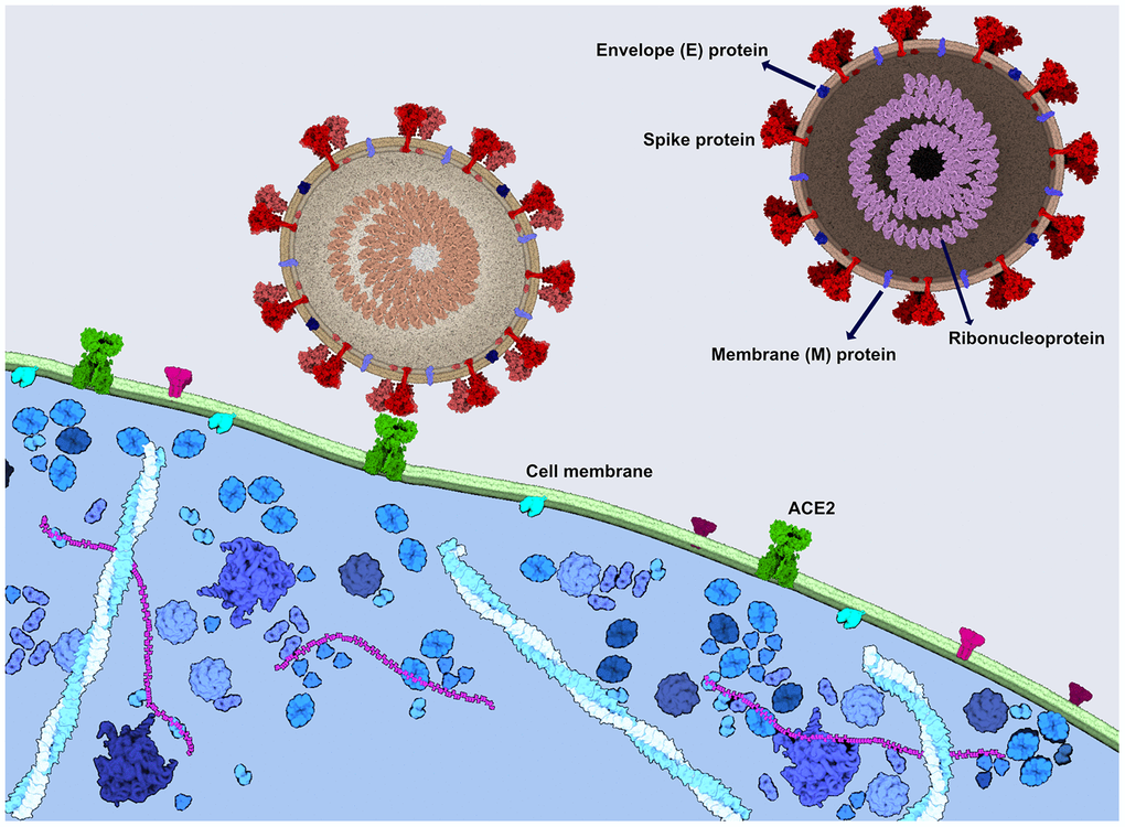 SARS-CoV-2 spike protein binds to the ACE2 receptor to enter the cells. Viral spike protein binds to the ACE2 receptor in the human cell membrane, followed by the internalization of the virus. SARS-CoV-2 consists also of the ribonucleoprotein, envelope protein and a membrane protein. The image was generated using CellPAINT Software [100].