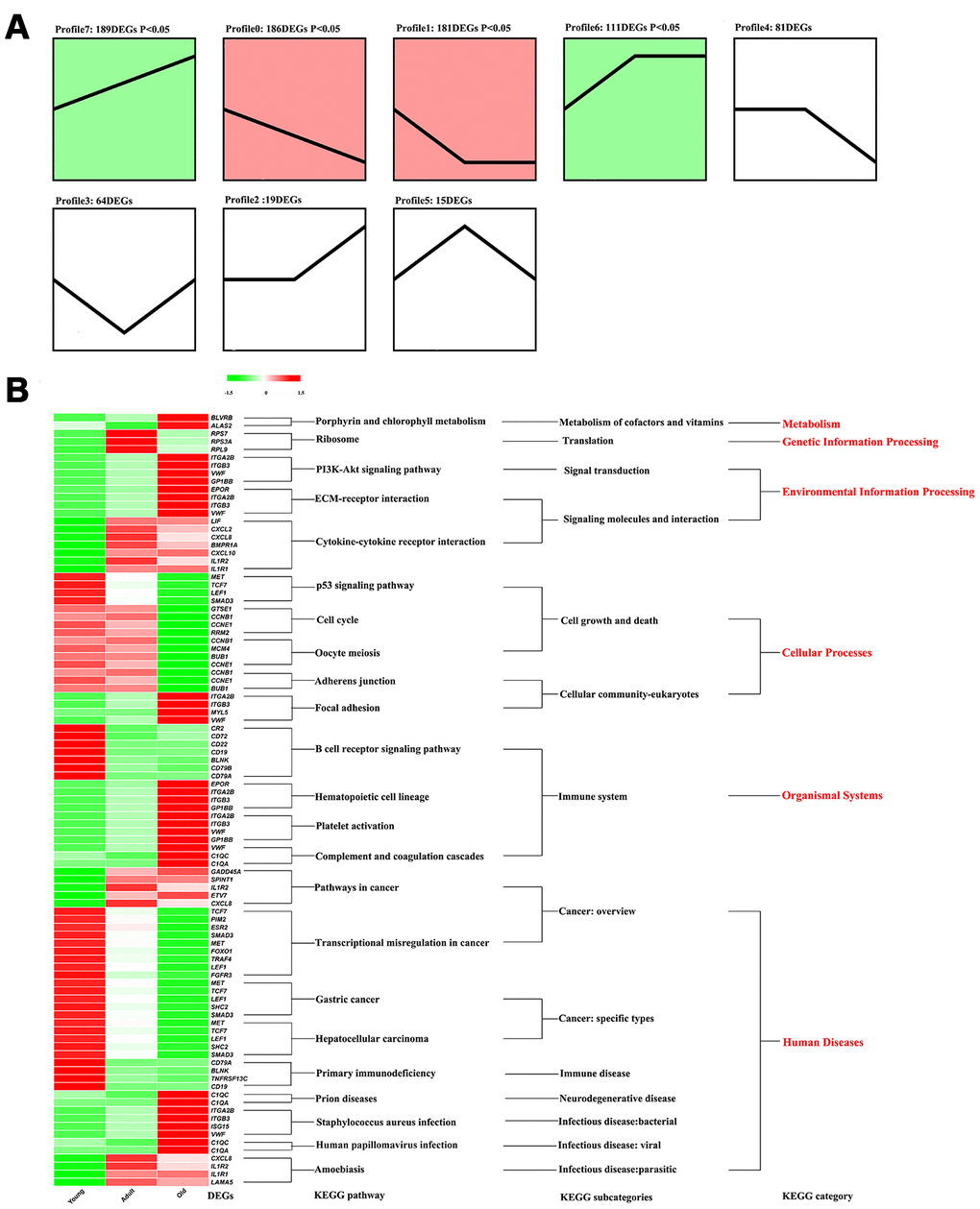 The functional analysis of DEGs. (A) Identify different profile through STEM. Trend blocks with color: Trends with significant enrichment, trend blocks with similar trends have the same color. Trend blocks without color: Trends with no significant enrichment. (B) KEGG pathways significantly enriched by DEGs in each profile.