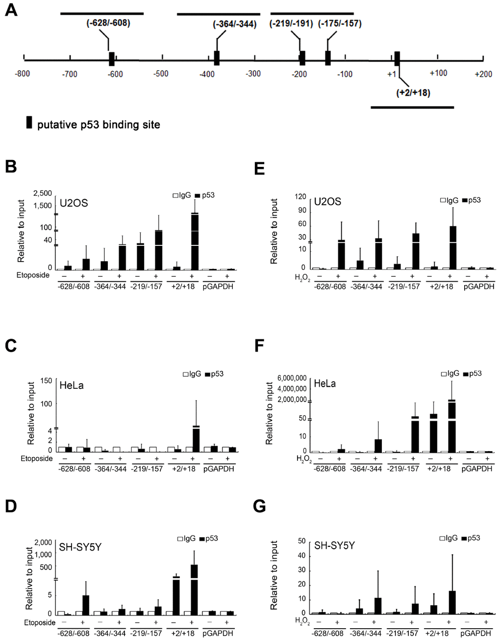 Transcription factor p53 directly binds to the BAG5 promoter. (A) A schematic diagram of human BAG5 promoter (positions −800 to +200 bps). The putative binding sites of the p53 transcription factor were predicted by ALGGEN-PROMO software. U2OS, HeLa and SH-SY5Y cells were treated with 10 μM of etoposide (B–D) for 48 h or 250 μM of H2O2 (E–G) for 24 h. Cell lysates were harvested post 24- or 48-h treatment, and DNA-protein complexes were immunoprecipitated using an anti-p53 antibody or the irrelevant rabbit IgG control. Q-PCR was performed for DNA-protein complexes to detect the DNA fragments at the BAG5 promoter (from -628 to -608, -364 to -344, -219 to -157, and +2 to +18). GAPDH promoter DNA (from -93 to +64) served as a negative control. The amount of immunoprecipitated DNA in each sample is represented as a signal relative to the total amount of input chromatin.