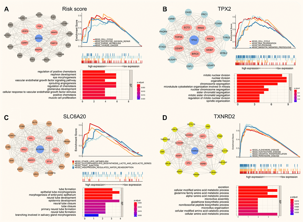 The protein-protein interaction network, function enrichment and GSEA analysis of co-expression modules (Pearson Cor > 0.4). (A) The risk score correlation genes in black module. (B) The co-expressed genes for TPX2 in turquoise module. (C) The co-expression genes for SLC6A20 in brown module. (D) The SLC6A20 co-expression genes in yellow module.