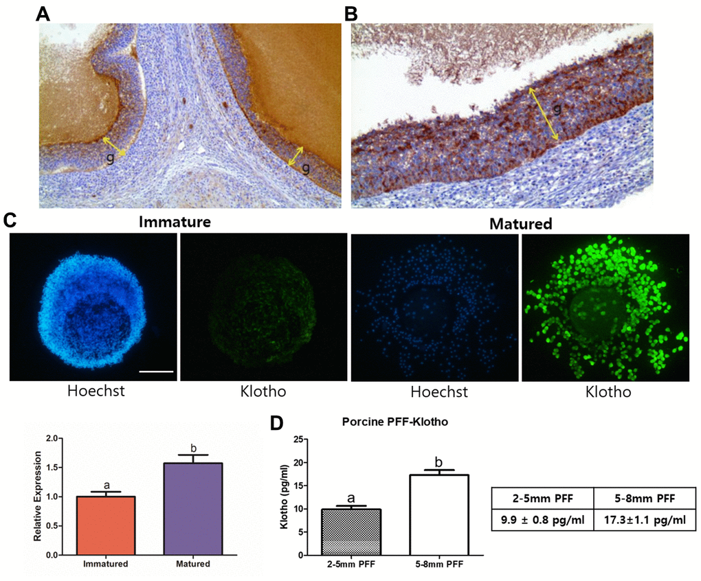 Validation of the presence of Klotho in porcine ovaries, PFF, and COCs. (A) Results of immunohistochemistry performed on the porcine ovaries. Note the strong positive granulosa cells (g, indicated with arrows) at X100 magnification and (B) X200 magnification. (C) KP expression in porcine oocytes, assessed using immunocytochemistry. KP is expressed significantly more strongly in mature than in immature COCs (P D) Results from ELISA of Porcine follicular fluid (PFF) obtained from 2-5 mm- and 5-8 mm-sized follicles. PFF from 5-8 mm-sized follicles showed a significantly higher KP concentration than did that from 2-5 mm-sized follicles. Bars with letters indicate significant differences (P 