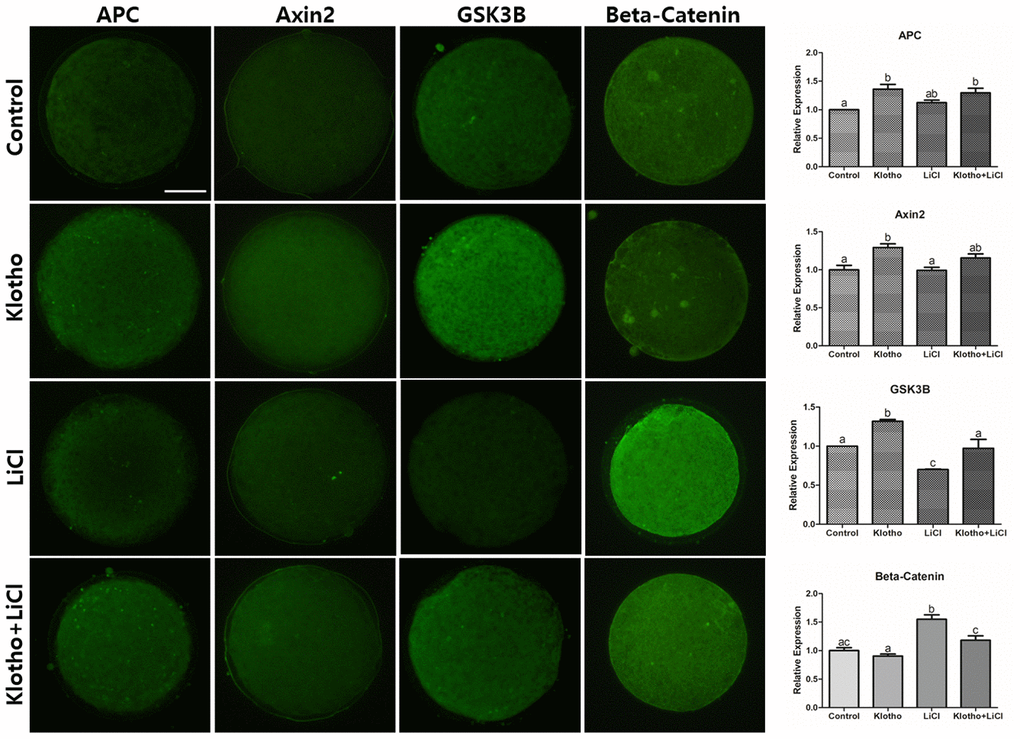 Immunocytochemistry of Wnt signaling-related proteins (APC, Axin2, GSK3B, and β-Catenin) in mature porcine oocytes. Fluorescence intensities were measured using ImageJ. Bars with letters indicate significant differences (P 