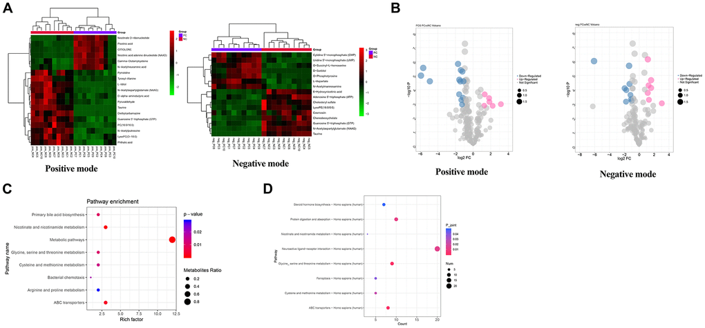 Metabolomics data analysis for the identification of potential metabolic pathways regulated by PC. (A) Heatmap of differential metabolites in shPC vs. shNC groups in positive mode and negative mode. A bidirectional clustering analysis heat map was used to visualize metabolite levels in shPC vs. shNC samples under positive (left) and negative modes (right). The horizontal and vertical axes represent the samples and metabolites, respectively. Green represents down-regulated levels while red refers to up-regulated levels. (B) Volcano map of differential metabolites under positive (left) and negative (right) modes in shPC vs. shNC samples. The points in pink, blue, and grey refer to metabolites with up, down, and normal regulated levels, respectively. The dot size represents the VIP value. (C) Functional enrichment analysis for differential metabolites. The vertical and horizontal axes represent pathway categories and count number, respectively. The dot size represents the metabolite ratio of pathway enrichment. The color changes from blue to red refer to decreasing p-values. A dot with a smaller p-value represents a more significant difference for the pathway category. (D) Integrated analysis of transcriptomic and metabolomics data to identify crucial pathways regulated by PC.