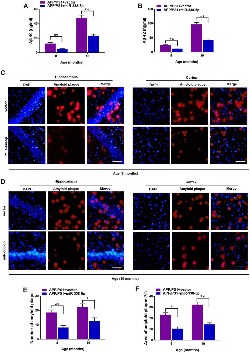 MiR-338-5p attenuated amyloid plaque deposition in APP/PS1 mice. (A, B) ELISA analysis of Aβ 40 (A) and Aβ 42 (B) level in APP/PS1 mice. Data are presented as ng Aβ 40 or Aβ 42 per ml total protein samples. (C, F) Thioflavin-S was used to stain the brain sections to show the number and area of amyloid plaques in hippocampus and cortex. Representative images of plaques in hippocampus and cortex aged 8-month-old (C) or 10-month-old (D). (E, F) Quantification analysis of the number (E) and area (F) of amyloid plaque. The plaques were shown with red fluorescence and cell nuclei were stained with blue fluorescence by DAPI. Scale bar=50 μm. Results are presented as mean ± SD. n = 6 in each group. *P P