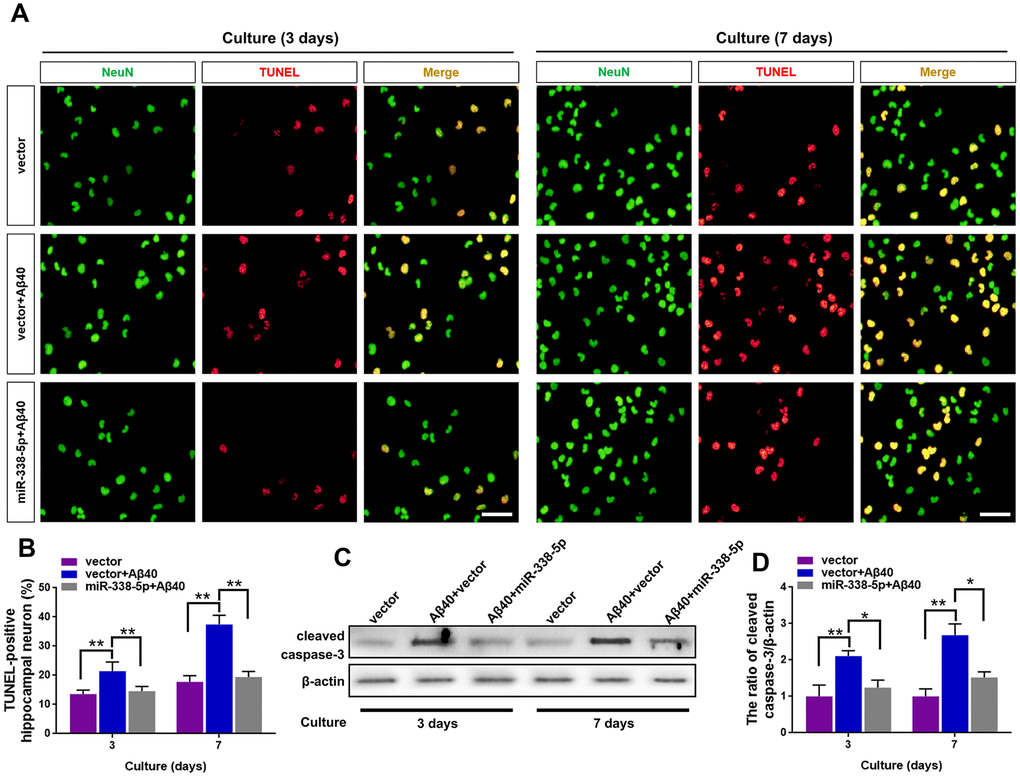 MiR-338-5p rescued neuron apoptosis induced by Aβ accumulation. (A–C) Primary hippocampal neurons were isolated infected with lentiviral miR-338-5p expressing vector or lentiviral empty vector. Two days later, neurons were cultured for consecutive 3 or 7 days with or without 5 mM Aβ40. (A, B) The representative immunofluorescent images (A) and quantification (B) of TUNEL-positive hippocampal neurons in vitro. (C, D) The representative western blot images (C) and quantification analysis of cleaved caspase-3 expression (D). Scale bar=50 μm. Results are presented as mean ± SD. n = 3 in each group. *P P