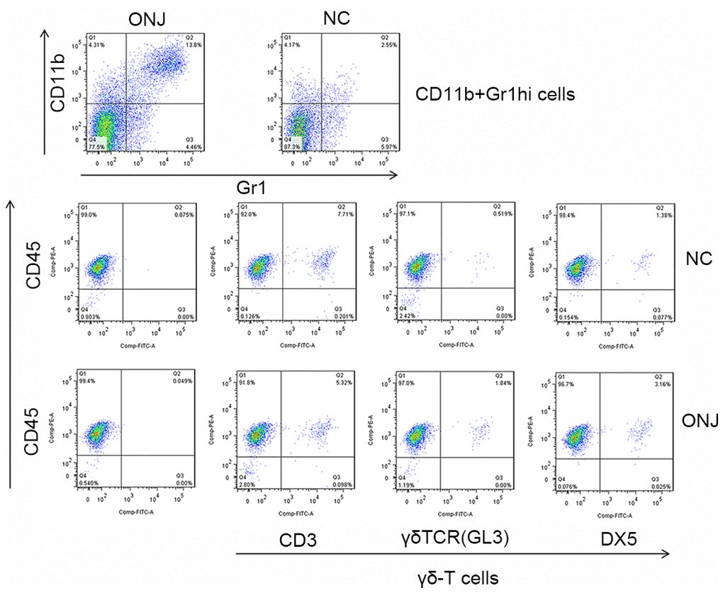 The proportion of CD11b+Gr1hi cells and γδ-T cells in the necrotic jaw tissues of patients.